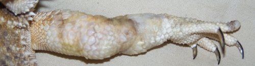 arm1.jpg