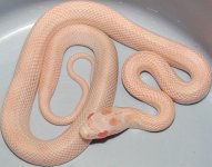 15-4-6m.JPG