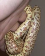 ventral1.jpg