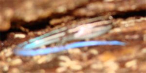 skink.jpg