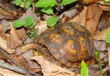 turtle1.jpg