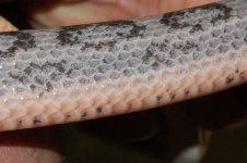 DSC_0022rs.JPG