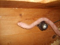 CornSnakes 042.jpg