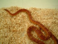 motley female 18 months - best 011.jpg