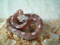 pastel motley (f) \'03 - best 006.jpg