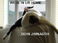 LOLCATSA.jpg