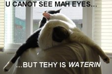 LOLCATSB.jpg
