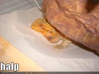 halp.jpg
