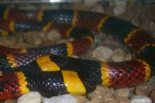 Reptile World 004cr600.jpg