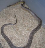 02 Anery Blood M.JPG