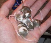 keeper_females_5_07.jpg