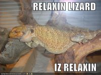 RELAXINLIZARD128434254256052595.jpg
