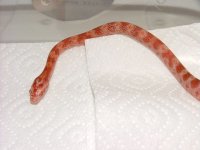 Amel hatchling pre-shed 03.jpg