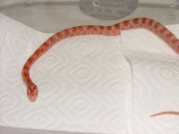 Amel hatchling pre-shed 06.jpg