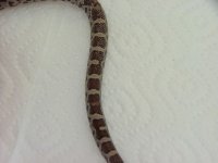 Normal hatchling pre-shed 02.jpg