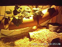 Nibblet's home 7.JPG