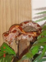tango (19) (Small).JPG