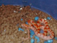 Sunny looking for food.JPG