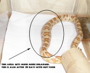 illsnake.jpg