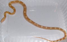 Golddust male 1.jpg