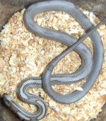 Anery disappearing stripe 6.jpg