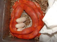 Forum Ruby with 3 eggs.jpg