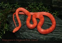 May08_0097p-Cerise.jpg