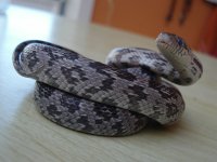 F_20080210.jpg