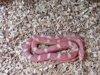 CornSnake2.jpg