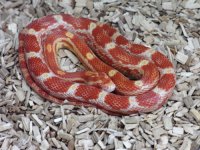 CornSnake1.jpg