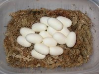 Sprinkles eggs layed 6-22-08 030.jpg