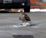 BIRD_054.jpg