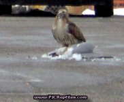 BIRD_056.jpg