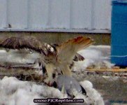BIRD_060.jpg