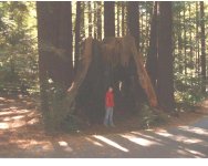 meforest2a.jpg
