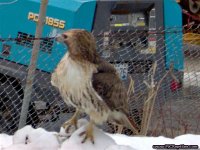 BIRD_068.jpg