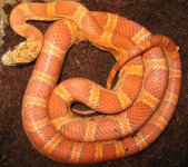 04.05.08 Sunkissed 1.jpg