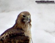BIRD_070.jpg