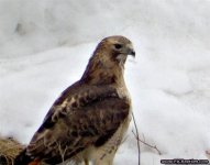 BIRD_071.jpg