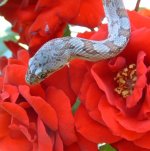 Bairdi 08-23-08 a.jpg