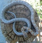 Bairdi 08-23-08 a-.jpg