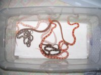 Snakes 001.jpg