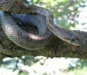 Bairdi 08-23-08 b.jpg