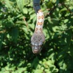 Bairdi 08-23-08 b-.jpg