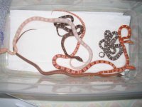 Snakes 004.jpg