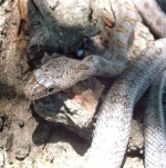 Bairdi 08-23-08 c.jpg