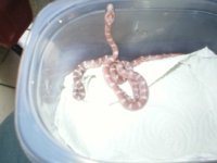 possible bloodred amber.JPG