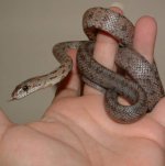 Bairdi 08-23-08 c-.jpg