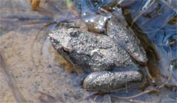 frog.jpg