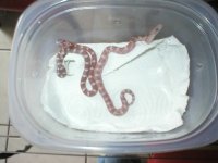 possible het bloodred amber.JPG